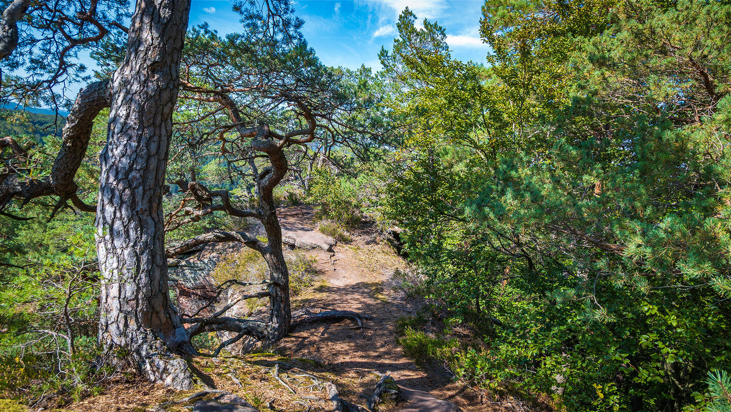 Wanderweg auf dem Heidenberg in Richtung des Buchkammerfelsen Wanderweg Richtung Buchkammerfelsen