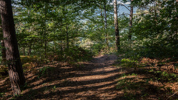 Wanderweg zum Schuhfels bei Bruchweiler-Bärenbach