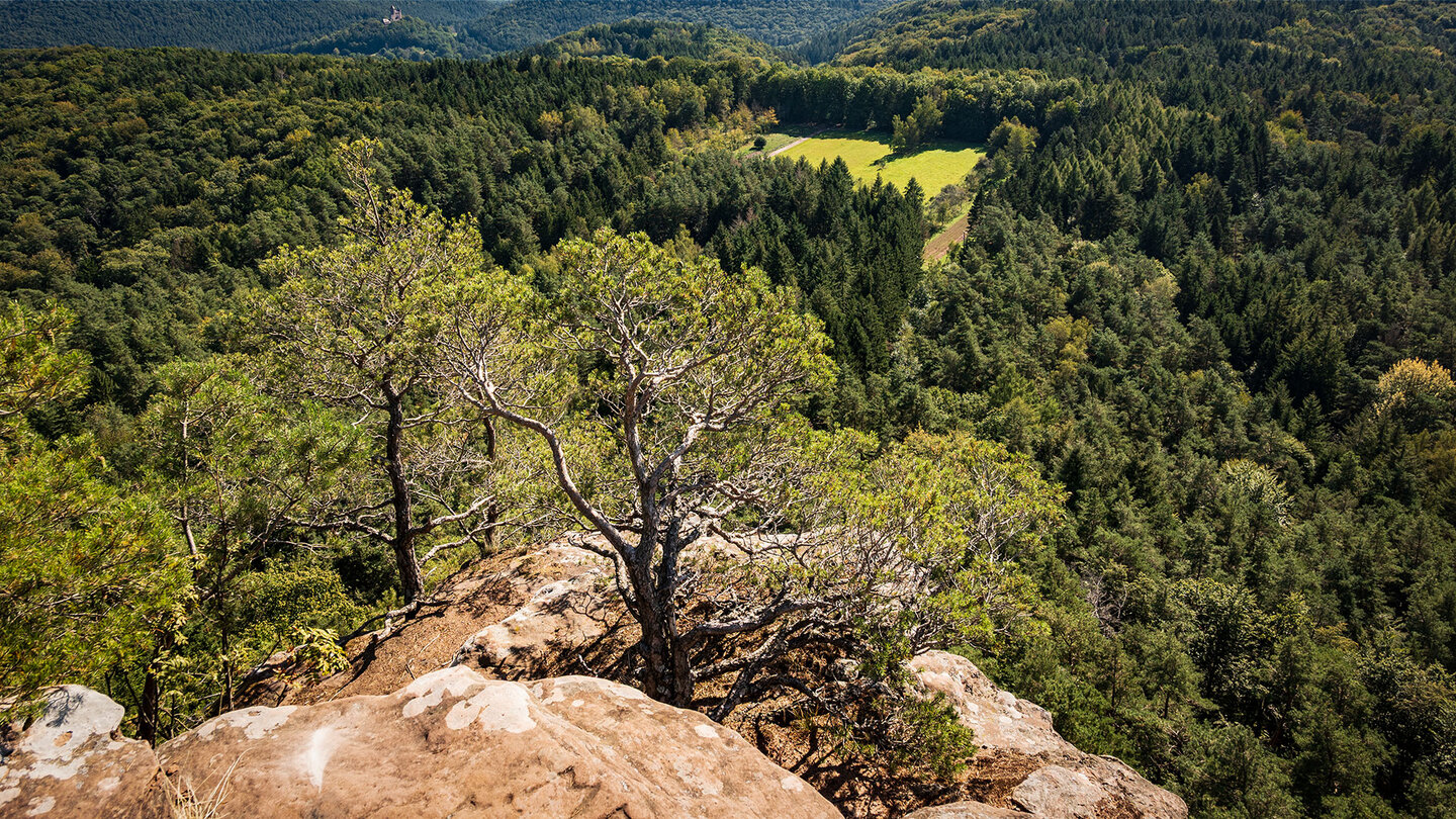 Panoramaausblick vom Schlüsselfels zurück ins Tal von Bundenthal mit der Burg Berwartstein im Hintergrund Ausblick vom Schlüsselfels