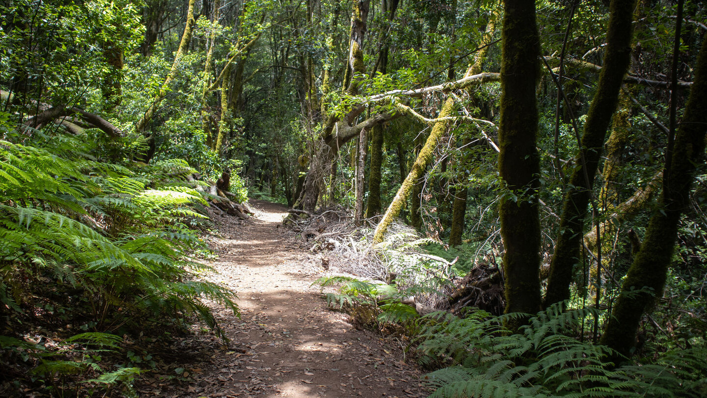 Wanderweg im dichten Lorbeerwald durch die Cedro-Schlucht