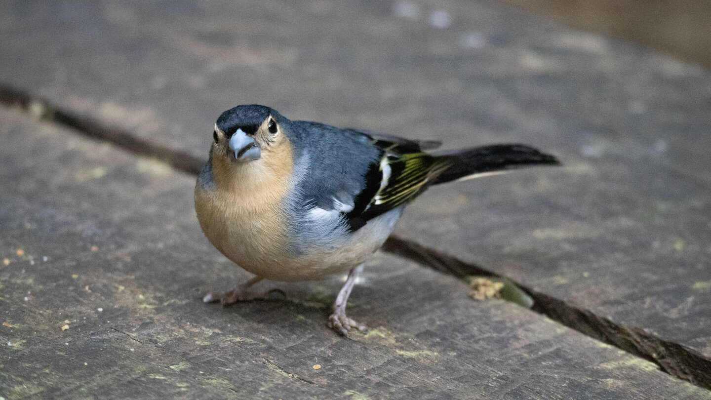 Männchen des Buchfinks mit blaugrauem Gefieder