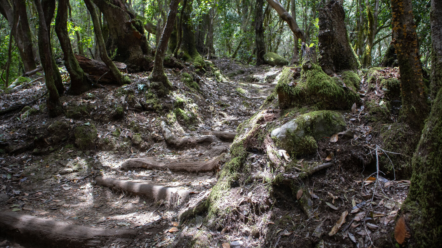 Wanderweg durch märchenhaften mit Moosen bewachsenen Laurisiva