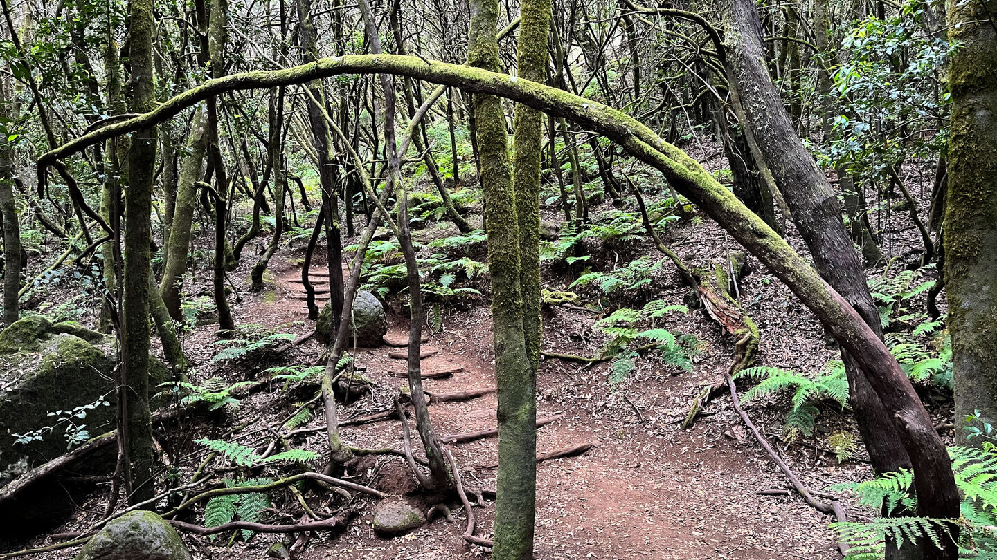 Wanderweg durch den Lorbeerwald des Nationalparks Garajonay