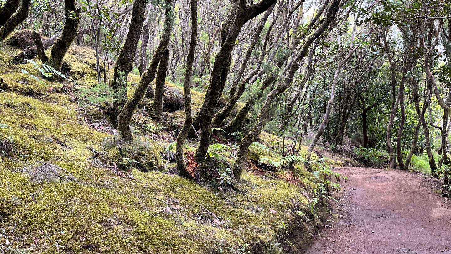 mit Moosen bewachsene Hänge am Wanderweg zum Cruce de Pajarito