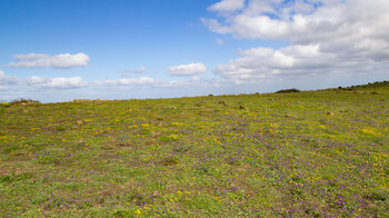 Frühlingsblumen auf dem Hochplateau Los Lomos de Gayo