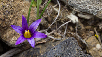 Kanaren-Scheinkrokus (Romulea grandiscapa) gedeiht im Famara-Gebirge