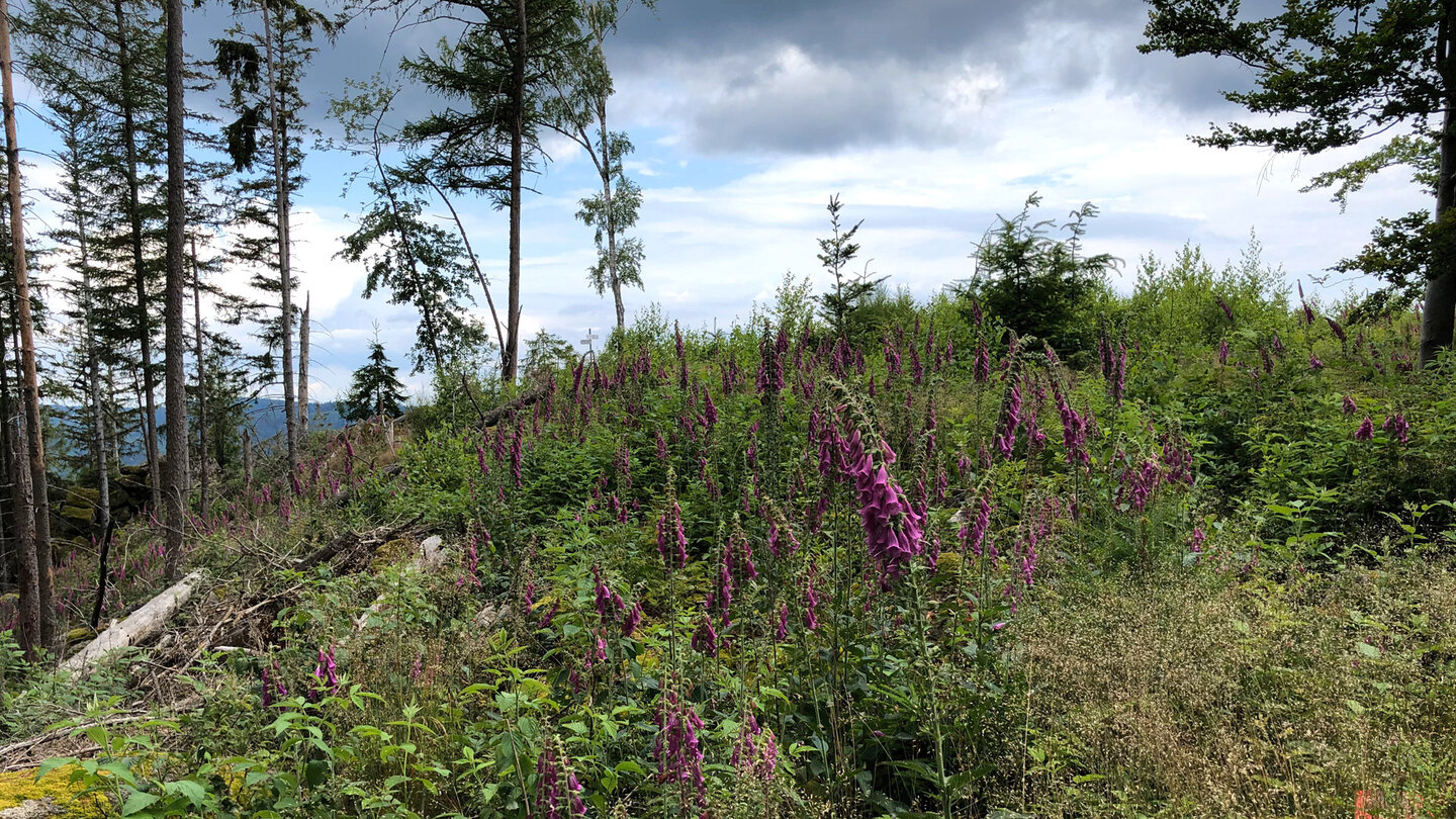 Vegetation am Wegesrand