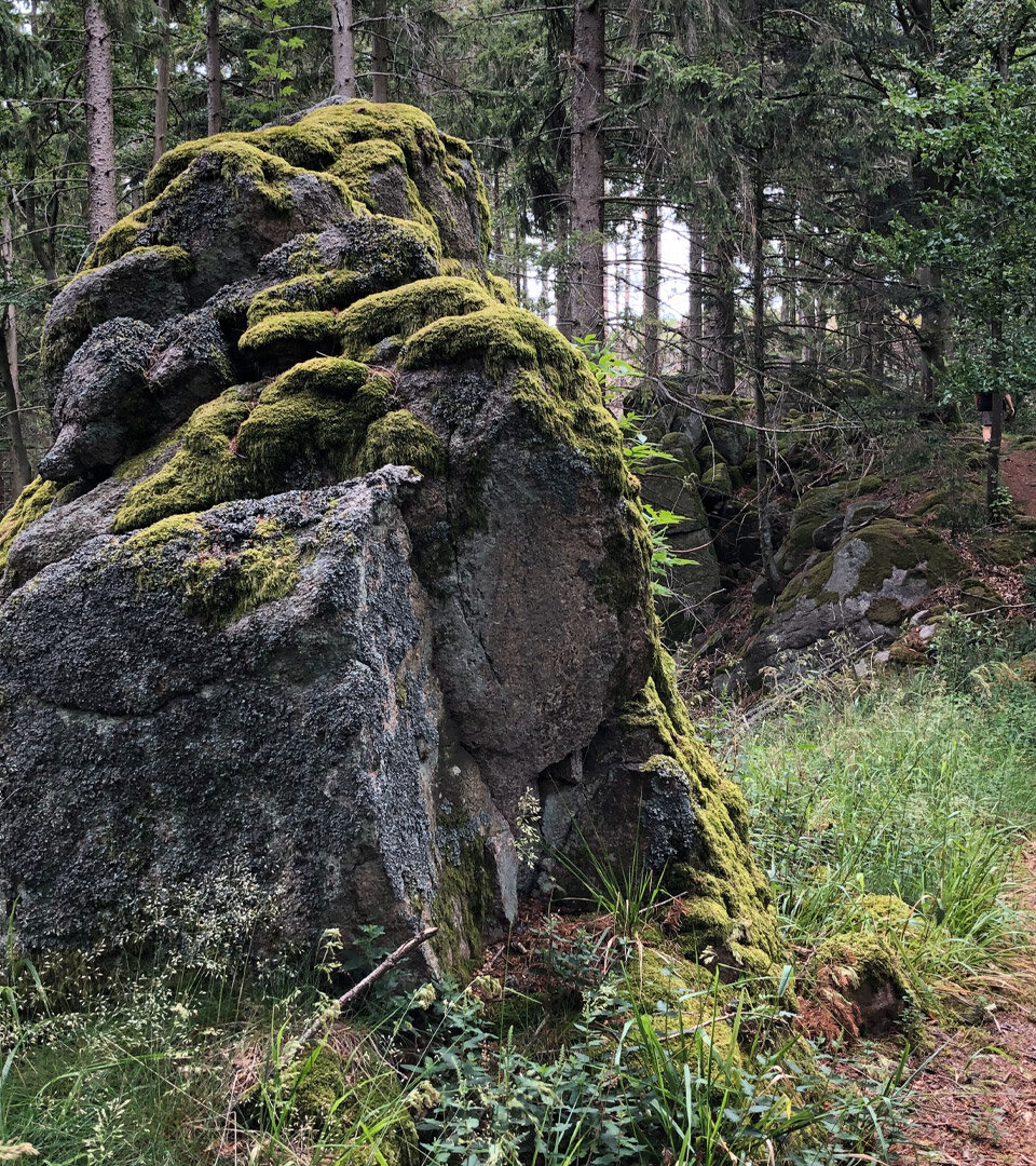 von Moos überwucherte Felsen an der Hohen Schaar