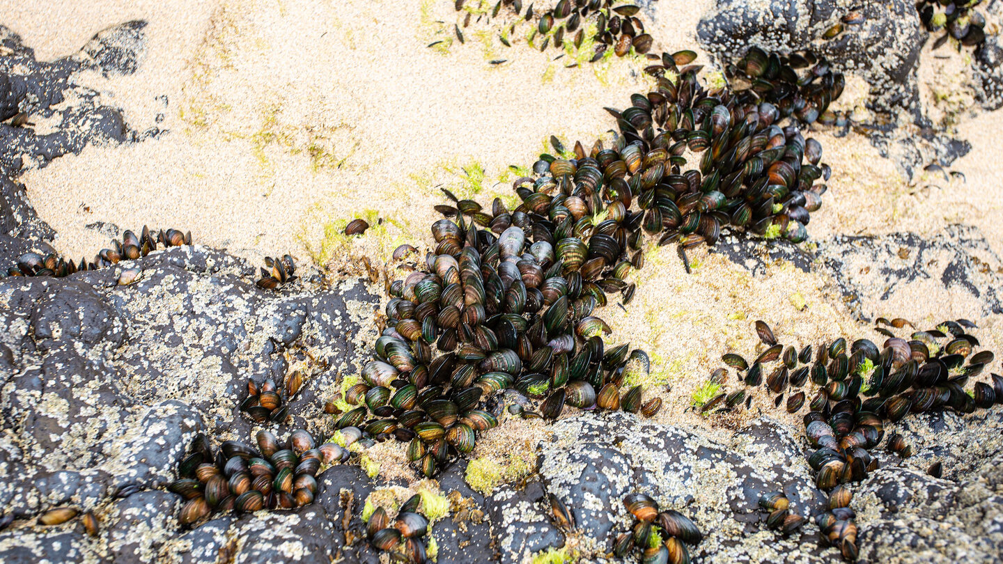 bei Ebbe werden Muscheln freigelegt