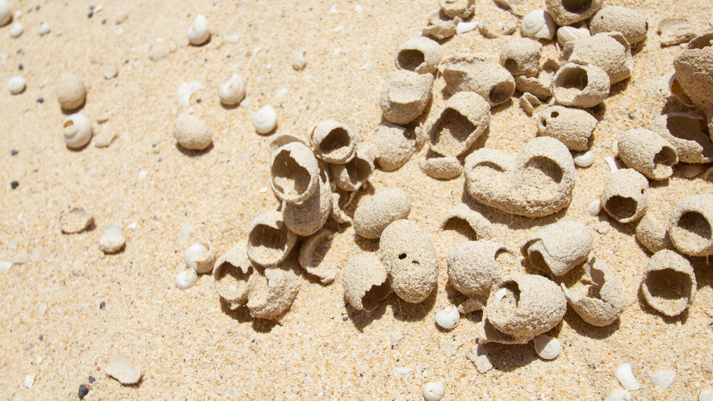 fossile Brutzellen einer ausgestorbenen Pelzbienenart im Sand