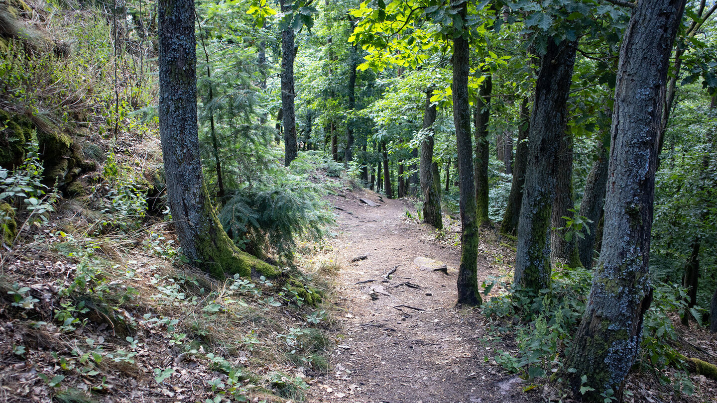 auf dem Annweilerer Burgenweg zwischen Anebos und Burg Scharfenberg Annweilerer Burgenweg zwischen Anebos und Burg Scharfenberg