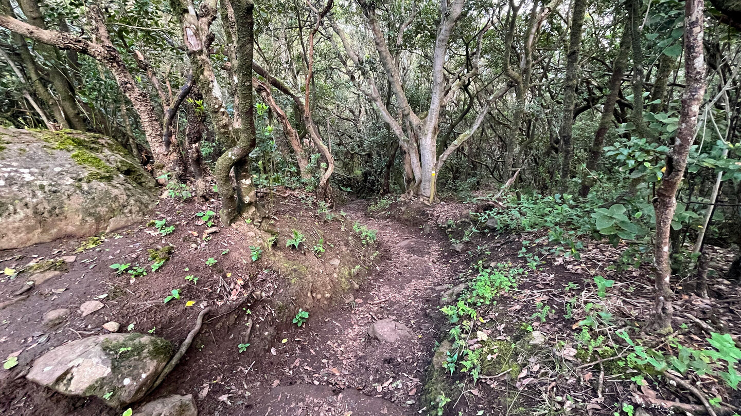 Lehmpfade im Lorbeerwald des Anaga-Gebirges an der Wegkreuzung am Cruz del Draguillo Lehmpfade im Lorbeerwald des Anaga-Gebirges