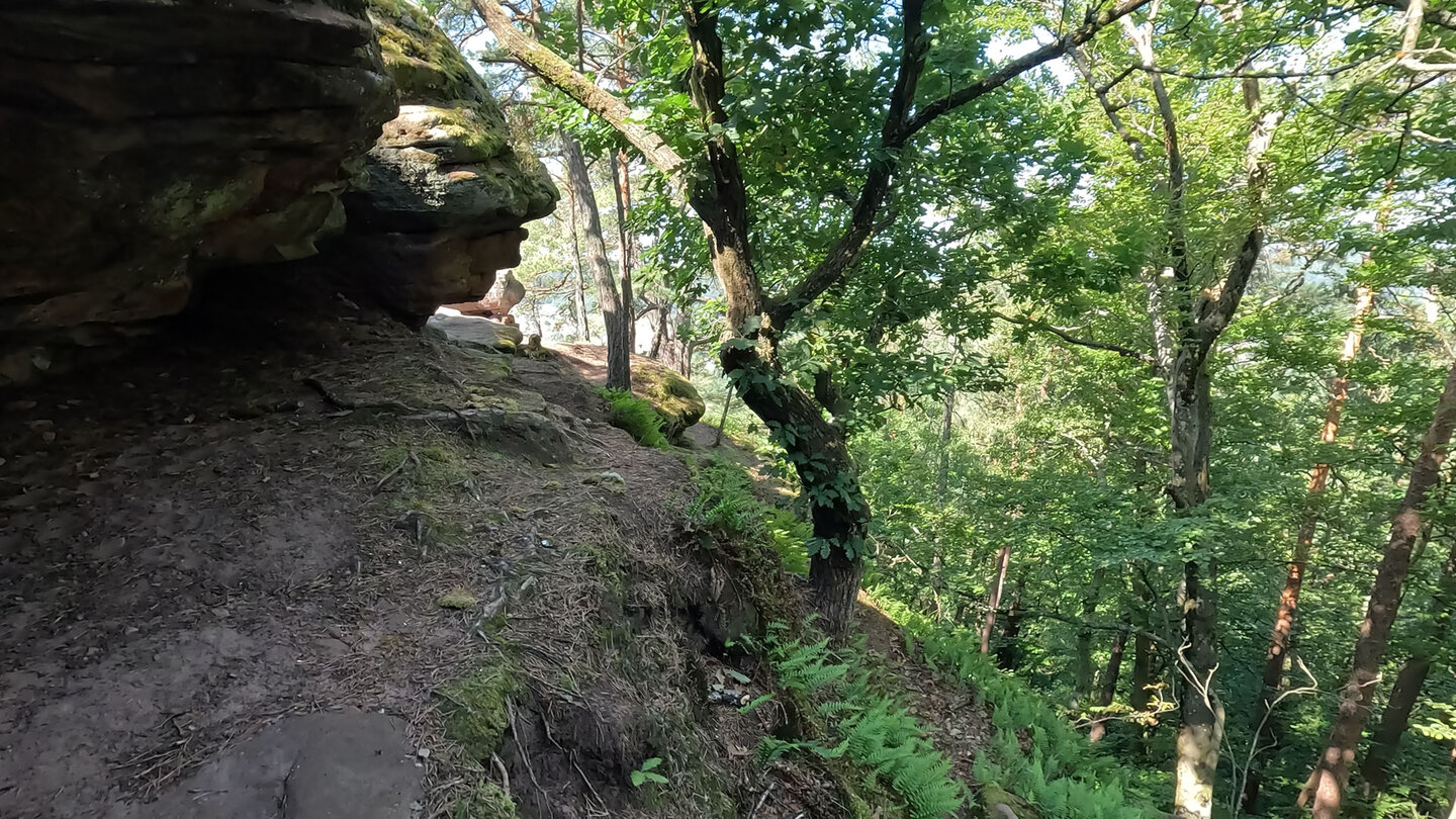 ausgesetzter Pfad zum Höhenplateau des Spirkelbacher Rauhfels ausgesetzter Pfad zum Höhenplateau des Spirkelbacher Rauhfels