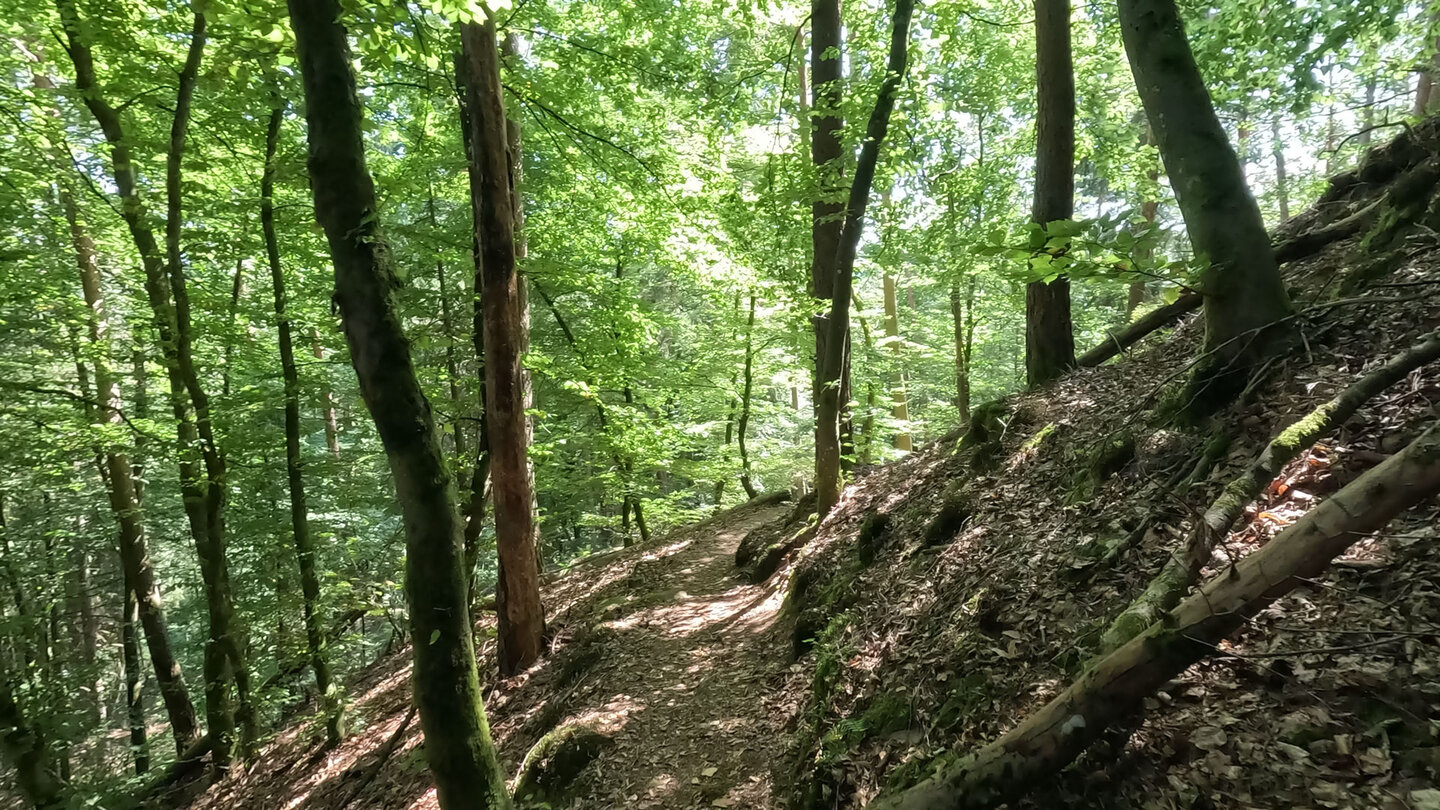 Waldpfad nach Spirkelbach Waldpfad nach Spirkelbach
