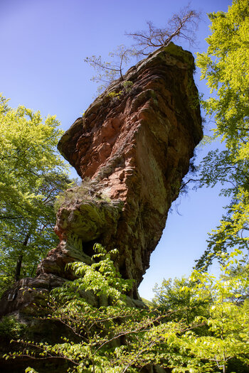 Turm des Wolfsfelsens (Ebenfällter) bei Hauenstein