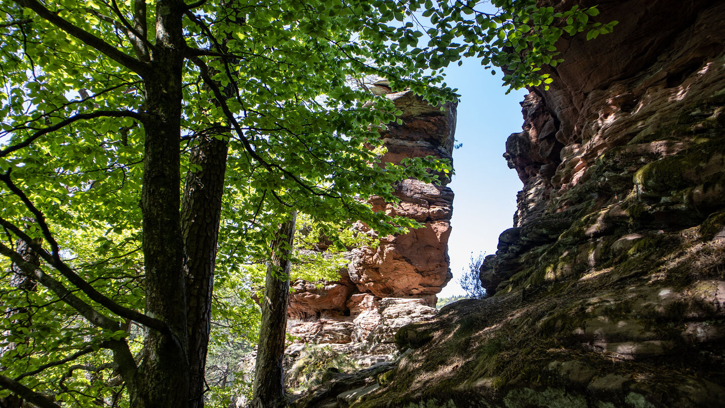 Pfad entlang der Wolfsfelsen bei Hauenstein im Pfälzerwald