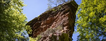 der Wolfsfels -auch Ebenfällter bei Hauenstein im Pfälzerwald