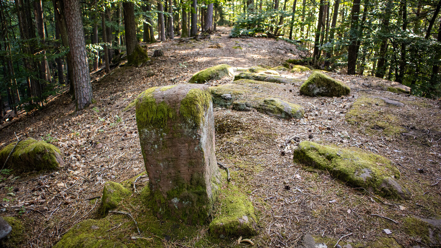 Grenzstein am Kammweg auf dem Eichelberg.