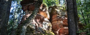 Waldfelsen entlang der Bärenbrunner Felsen-Tour.