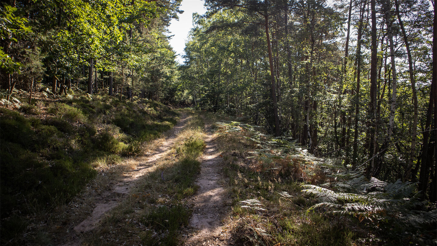 Der Wanderweg am Eichelberg im Bärenbrunnertal führt durch Waldgebiet mit wechselnden Licht- und Vegetationsverhältnissen.