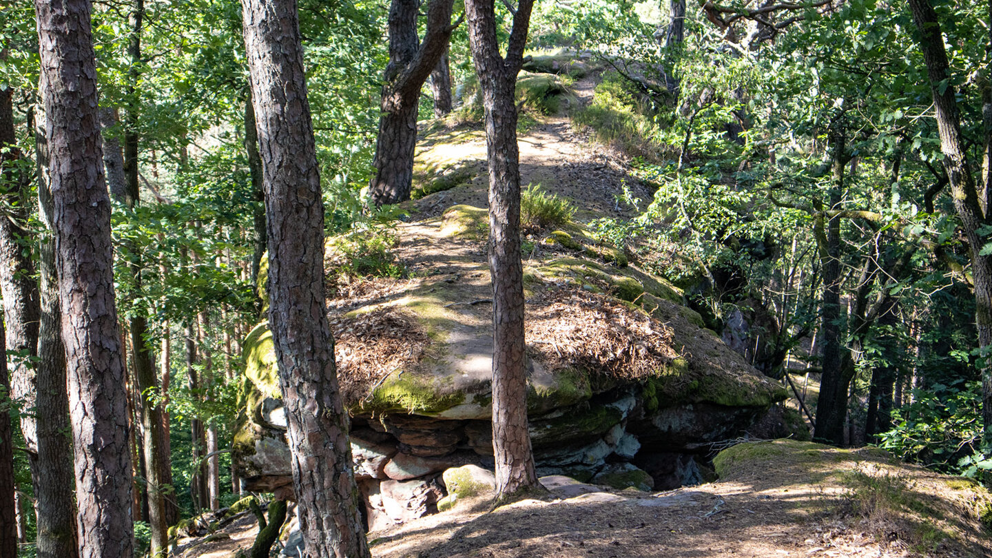 Felsplateau des Bärenbrunner Pfaffenfels am Sandberg.