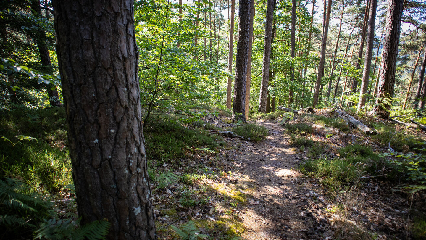 Wanderpfad zum Bärenbrunner Schandariefelsen.