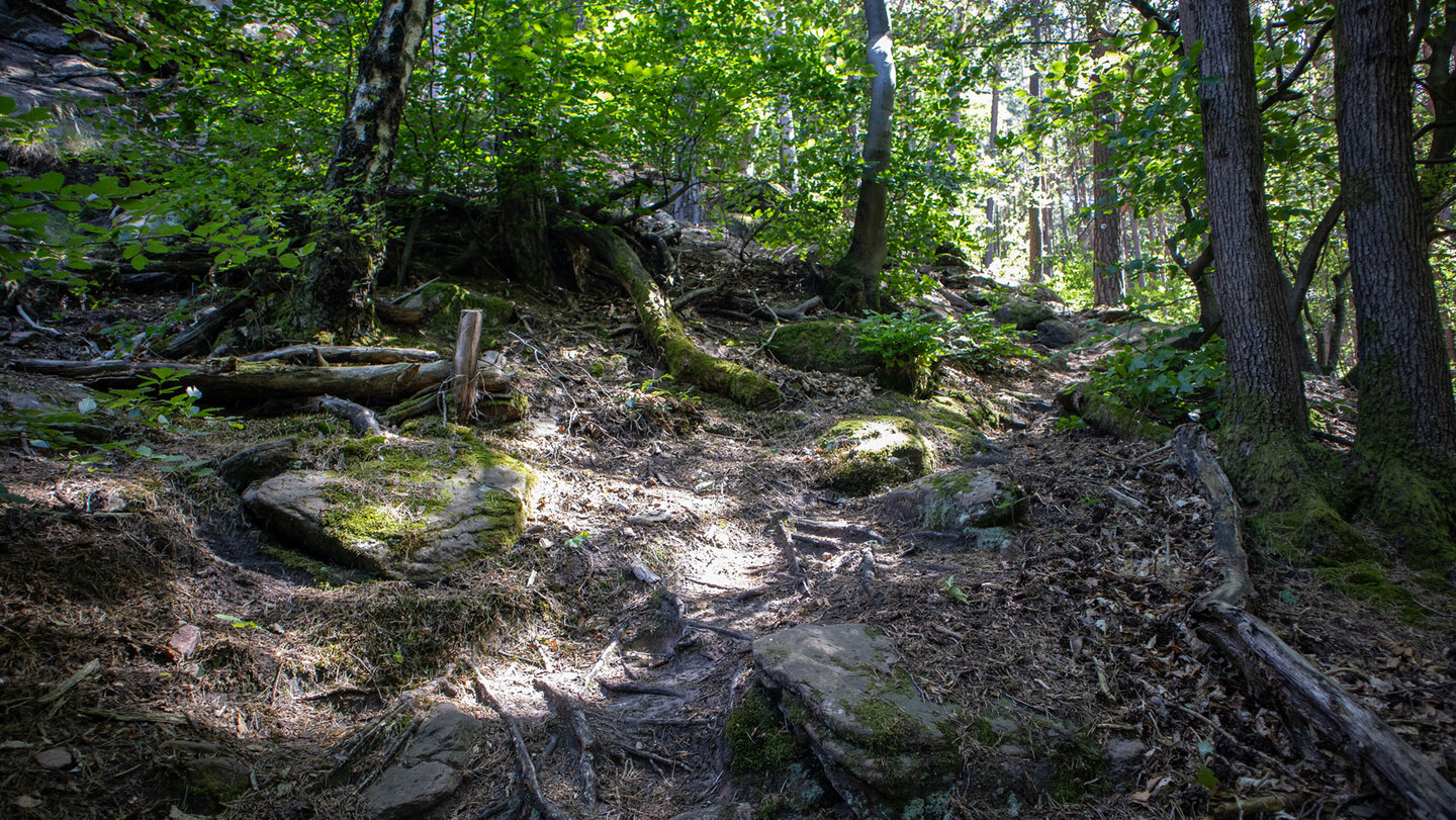 Wurzelpfad im Bärenbrunnertal.