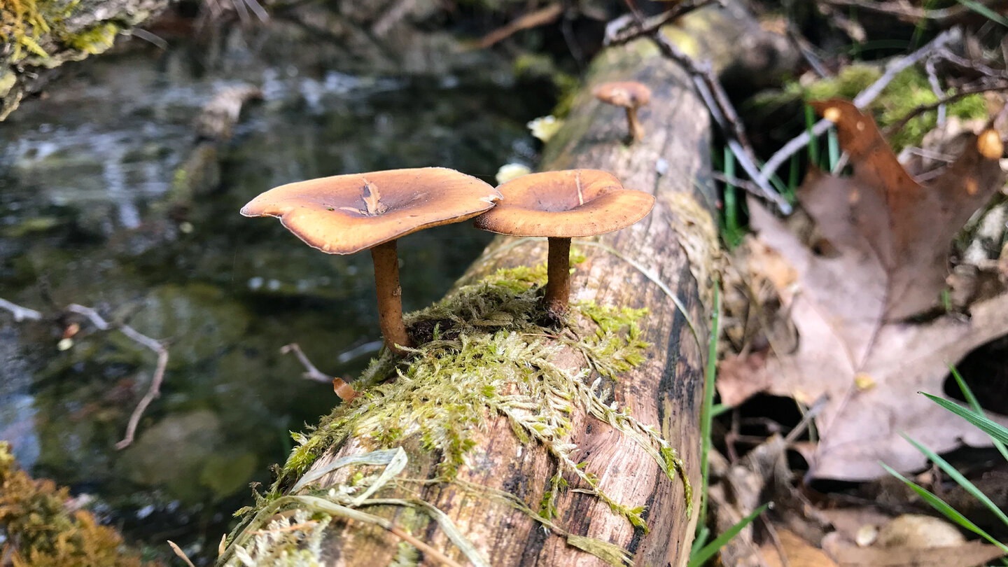 Pilze auf einem Baumstamm