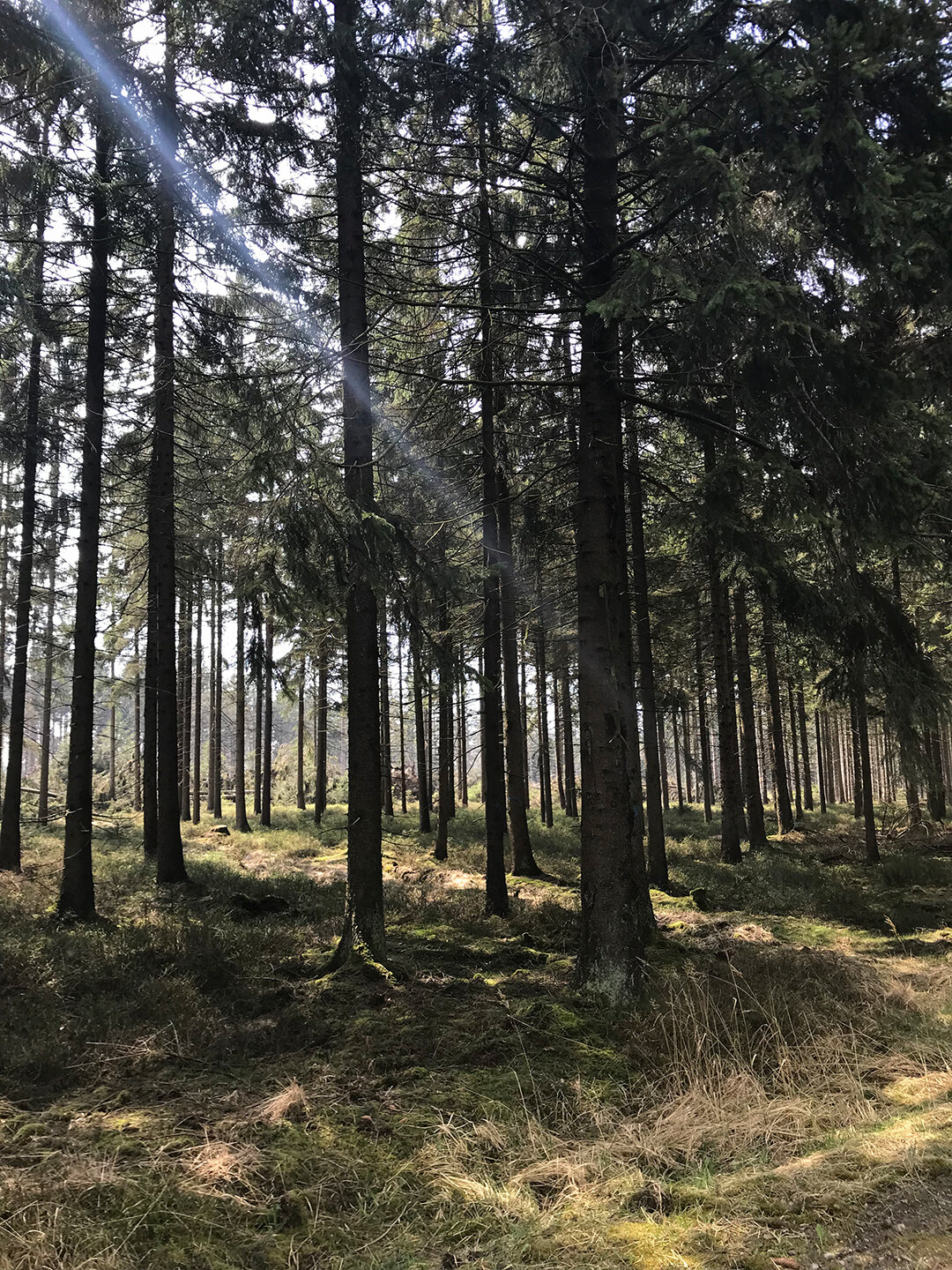 Sonnenstrahl durchdringt die Nadelwälder