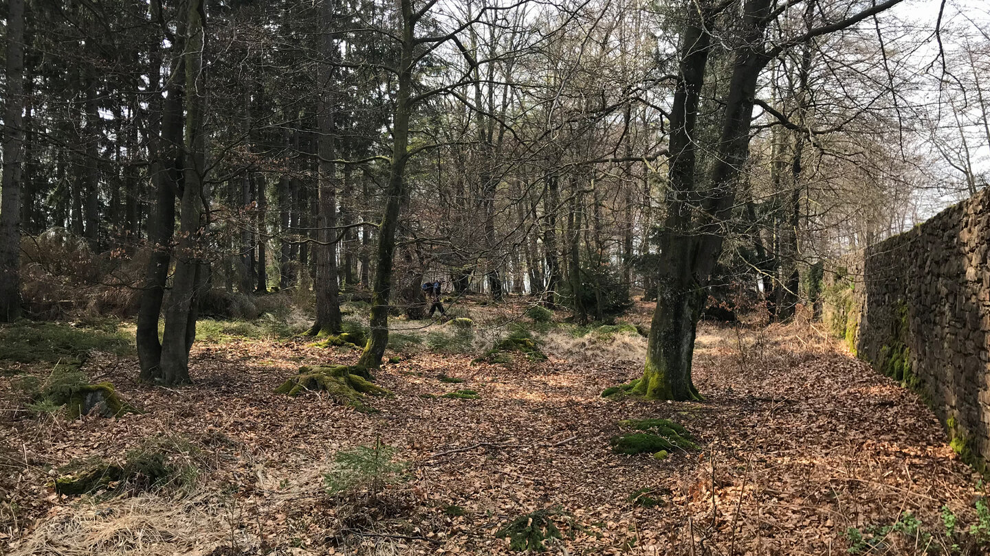 Reinhardswald beim Tierpark Sababurg