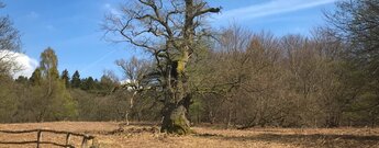 alte Eiche im Urwald Sabawald
