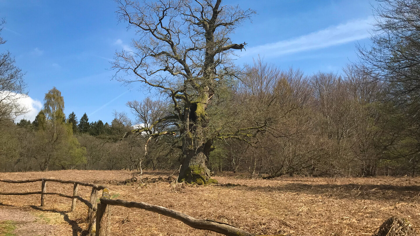alte Eiche im Urwald Sabawald