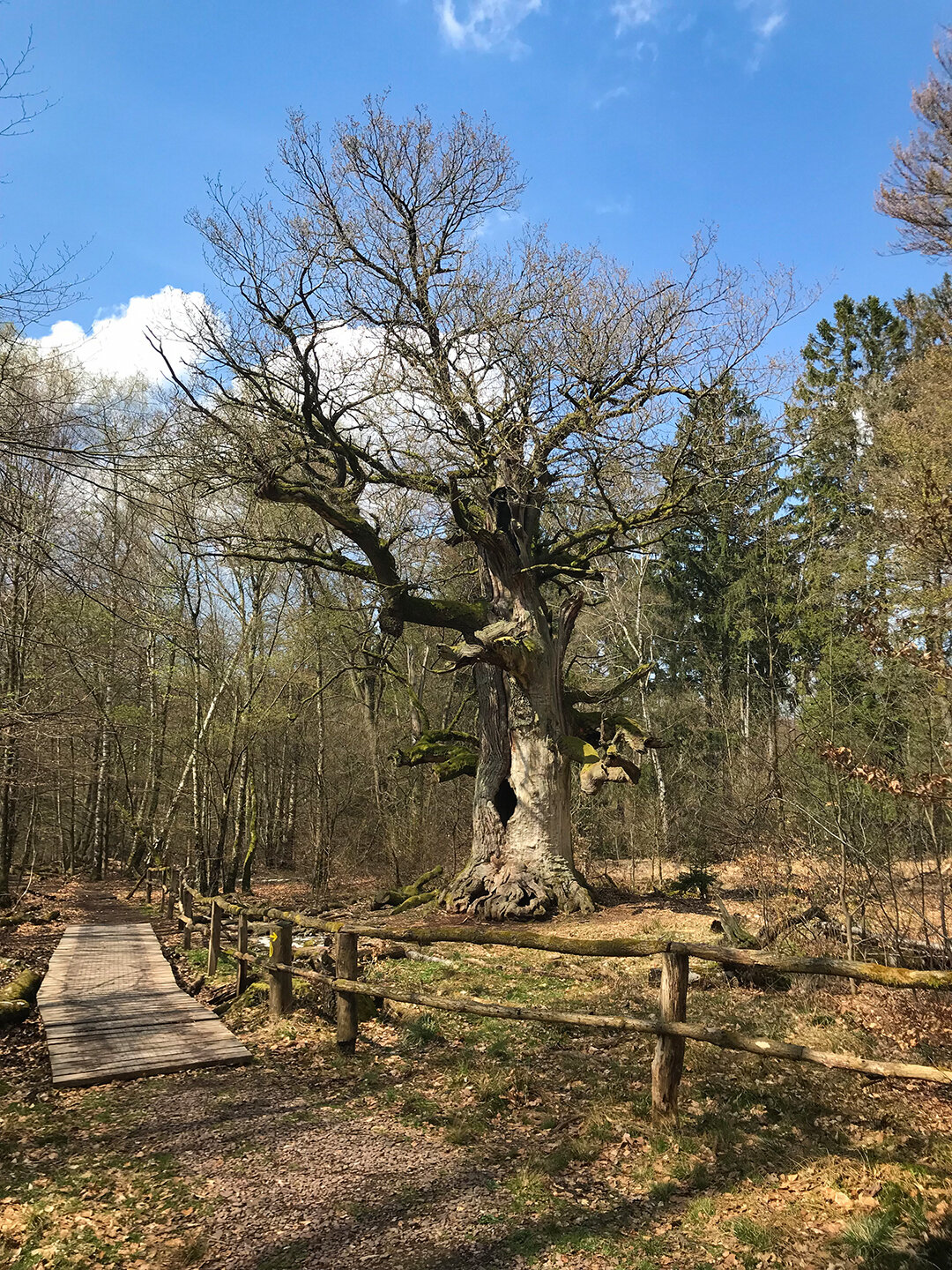 600 Jahre alte Eiche im Urwald Sababurg