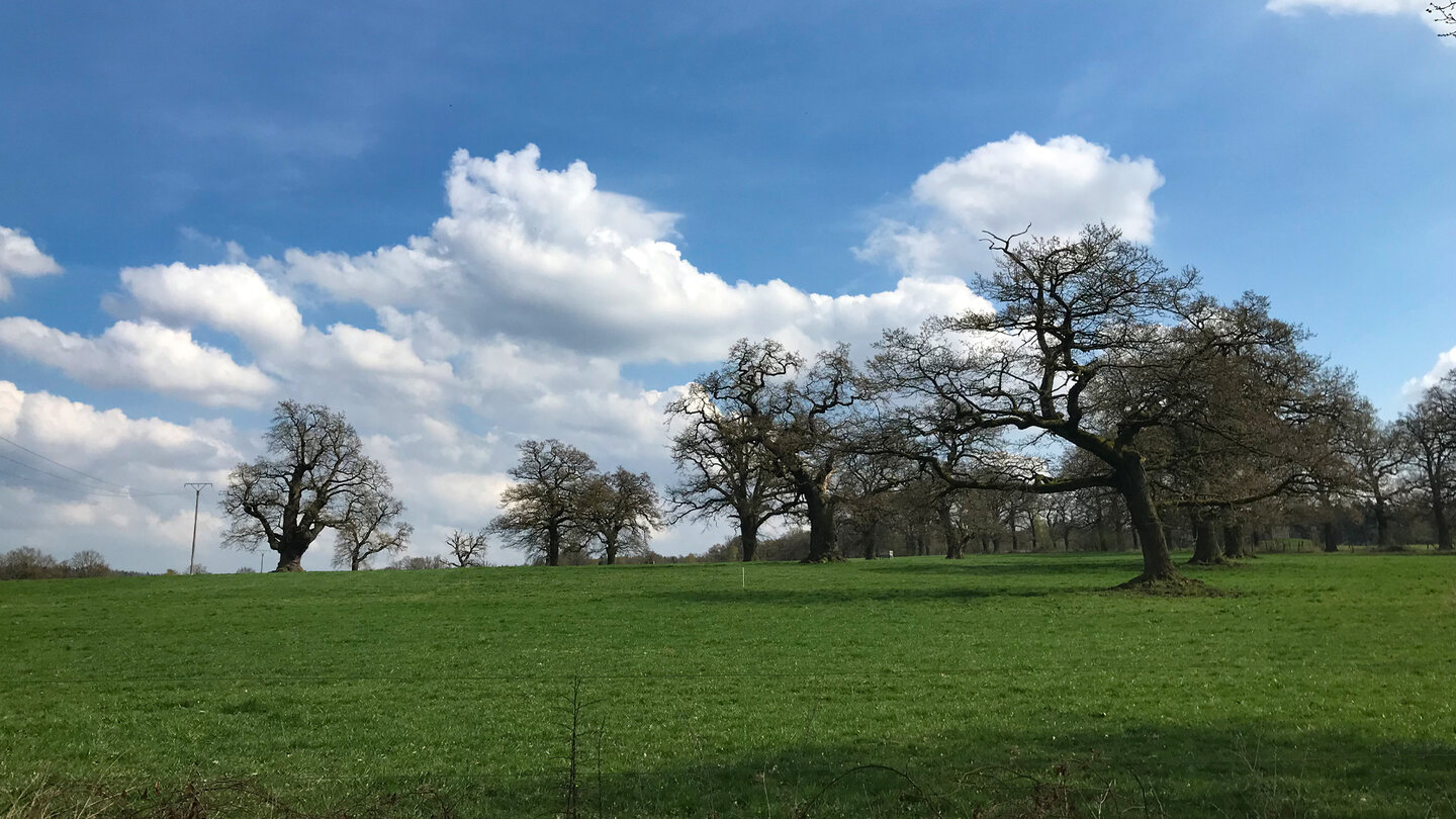 Hutebäume im Naturpark Reinhardswald