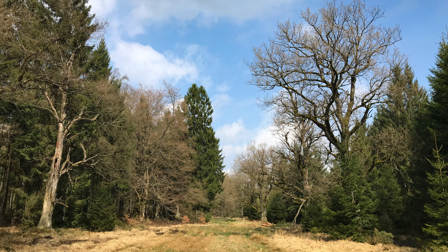 Reinhardswald