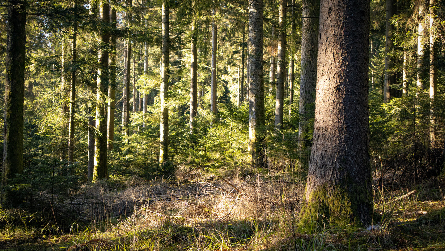 Tannenwälder am Maienkopfberg