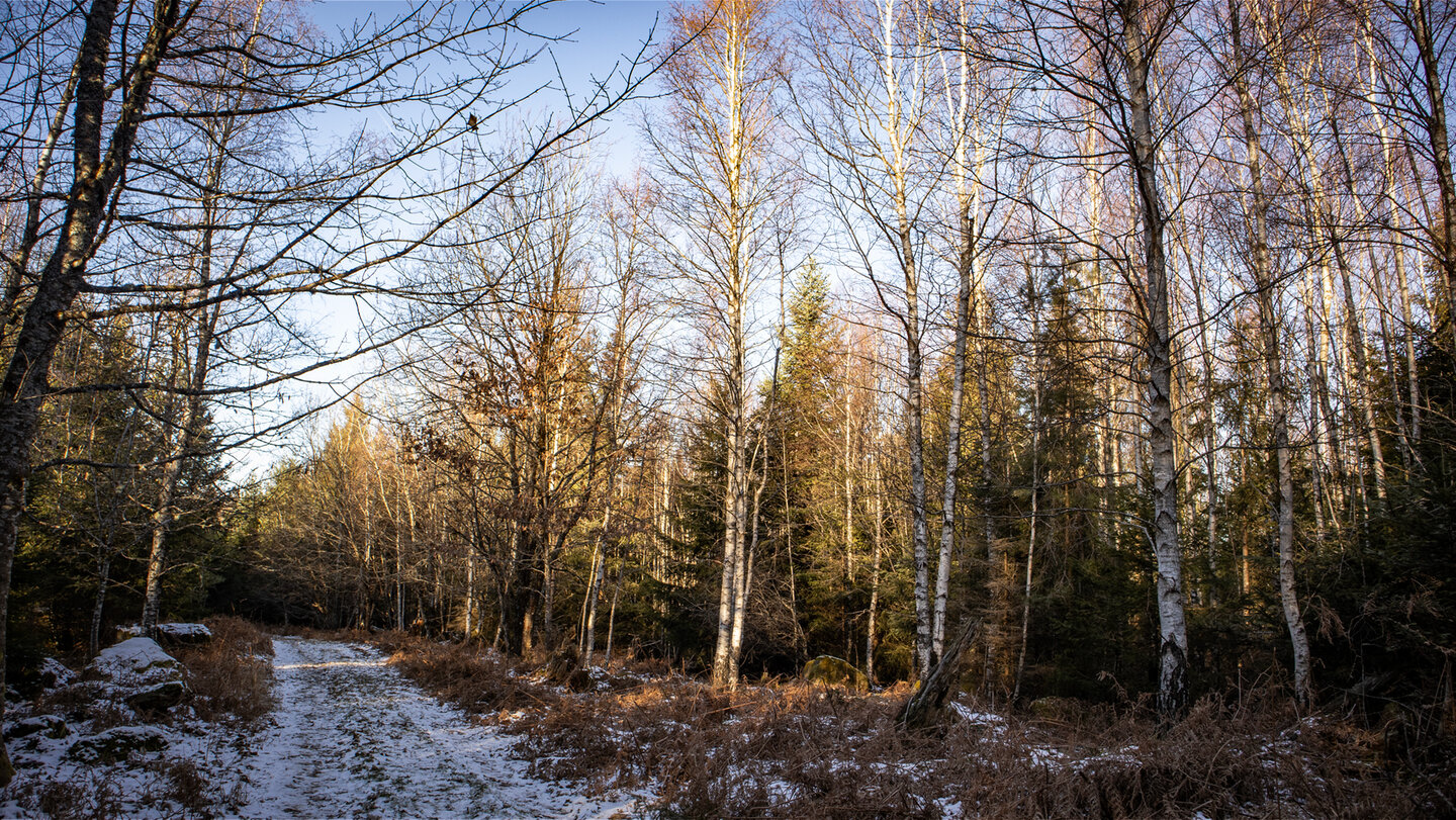 Waldweg am Maienkopfberg bei Dobel