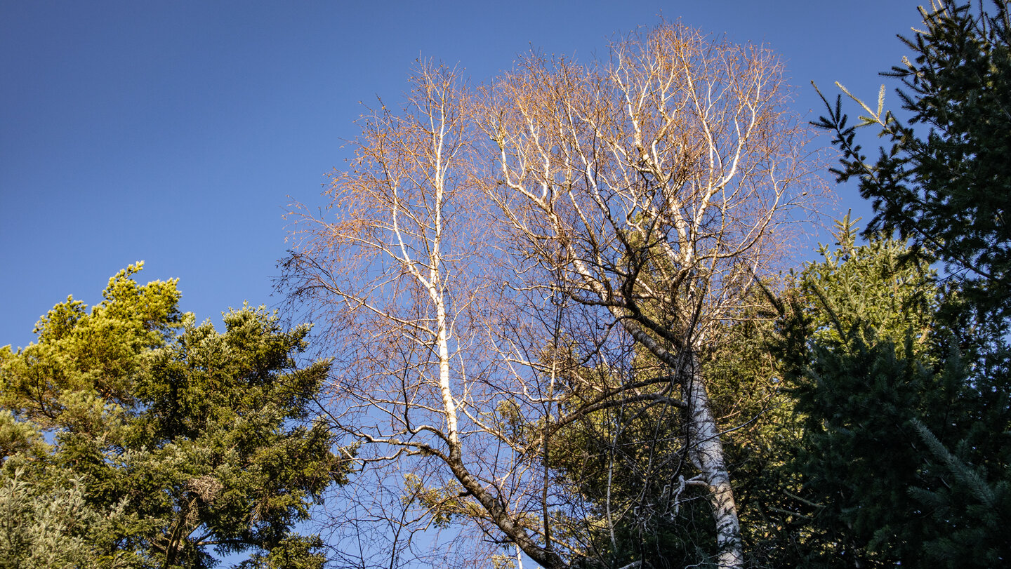 tiefblauer Winterhimmel