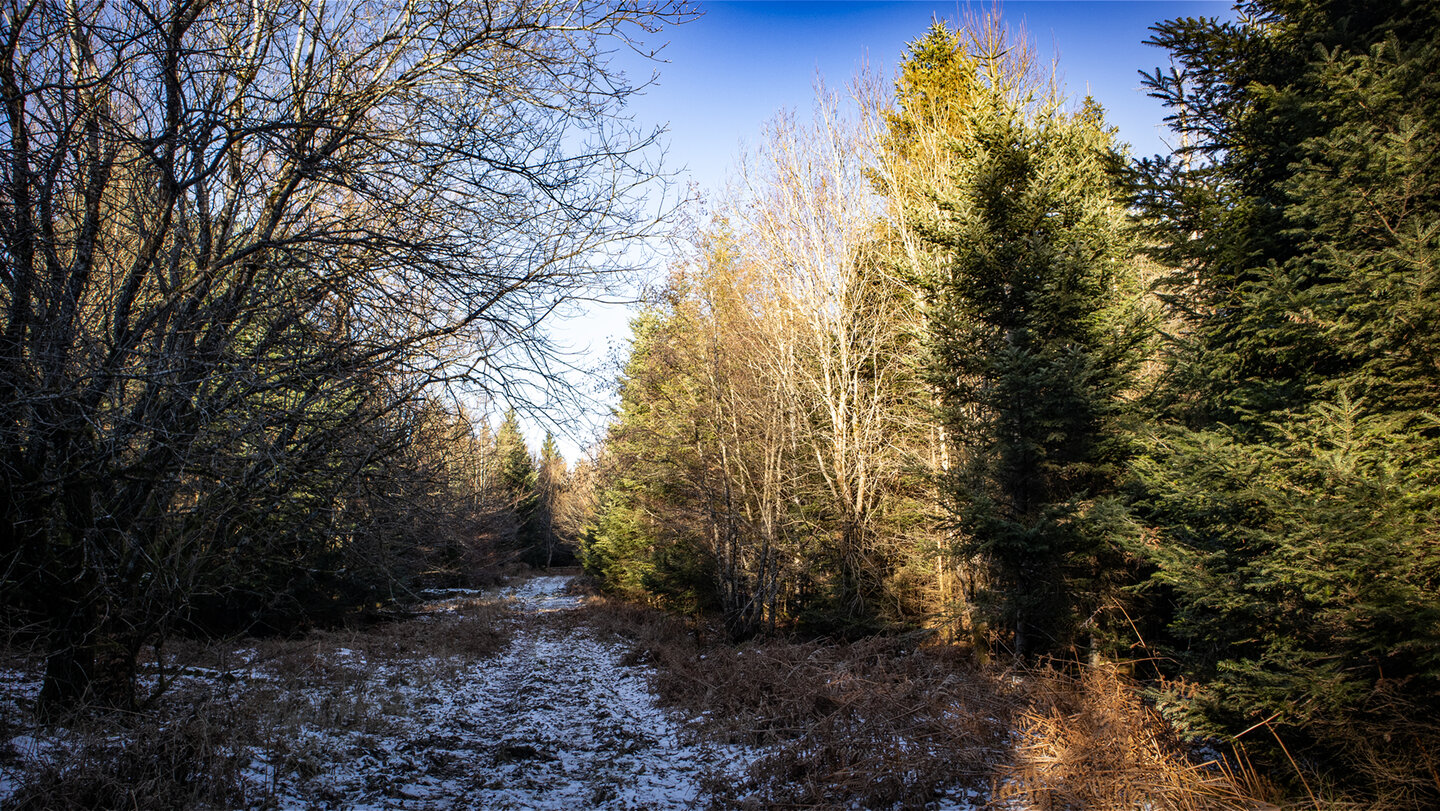 Schwarzwaldlandschaft entlang der Maienbergkopf Wanderung