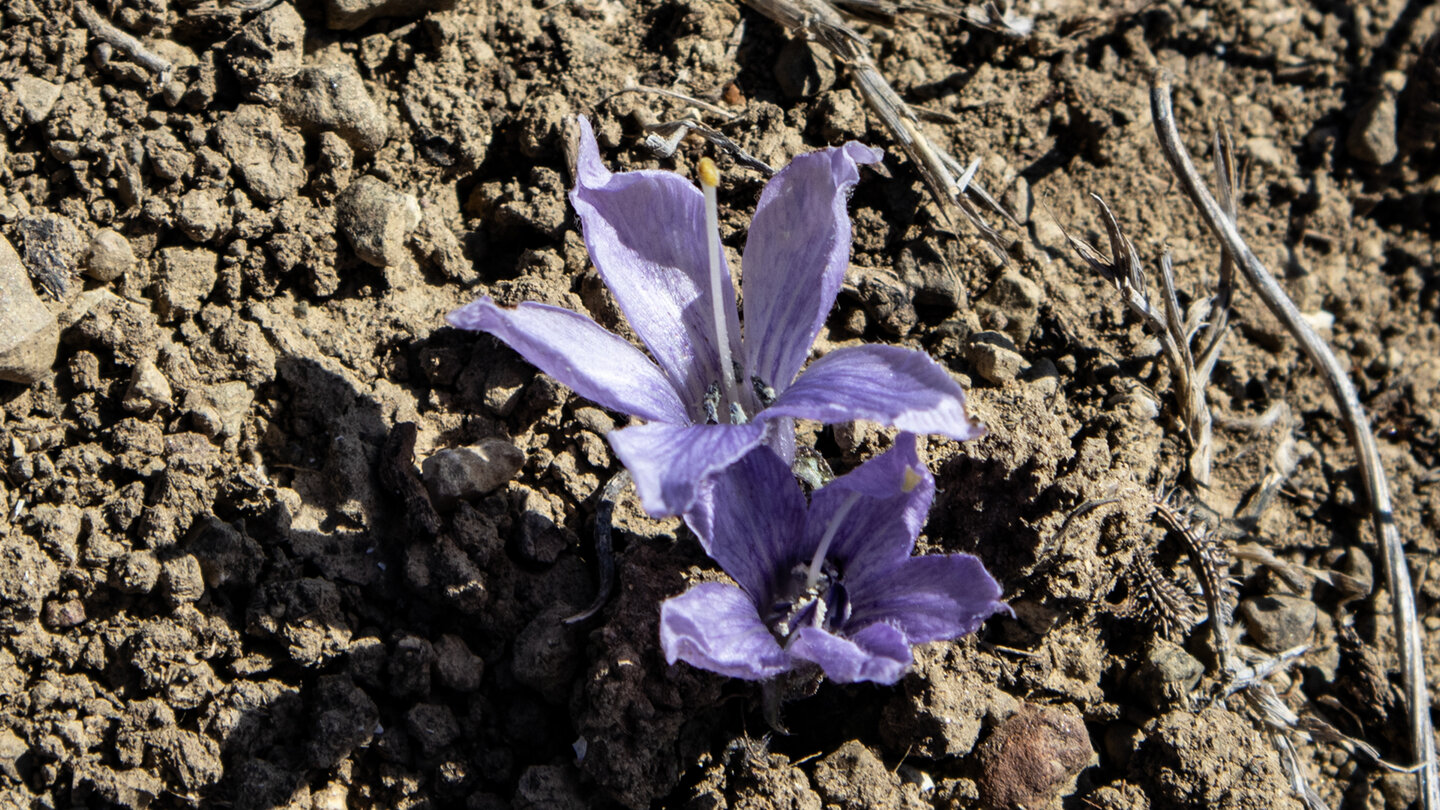 Am Sendero Colada de la Costa wächst die Alraune (Mandragora autumnalis)