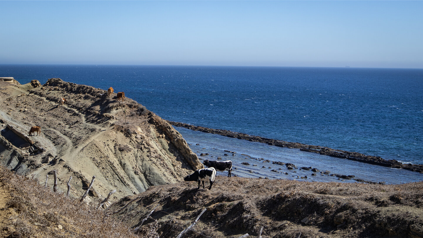 Der Wanderweg führt an Rindern vorbei, die auf einer Weide grasen