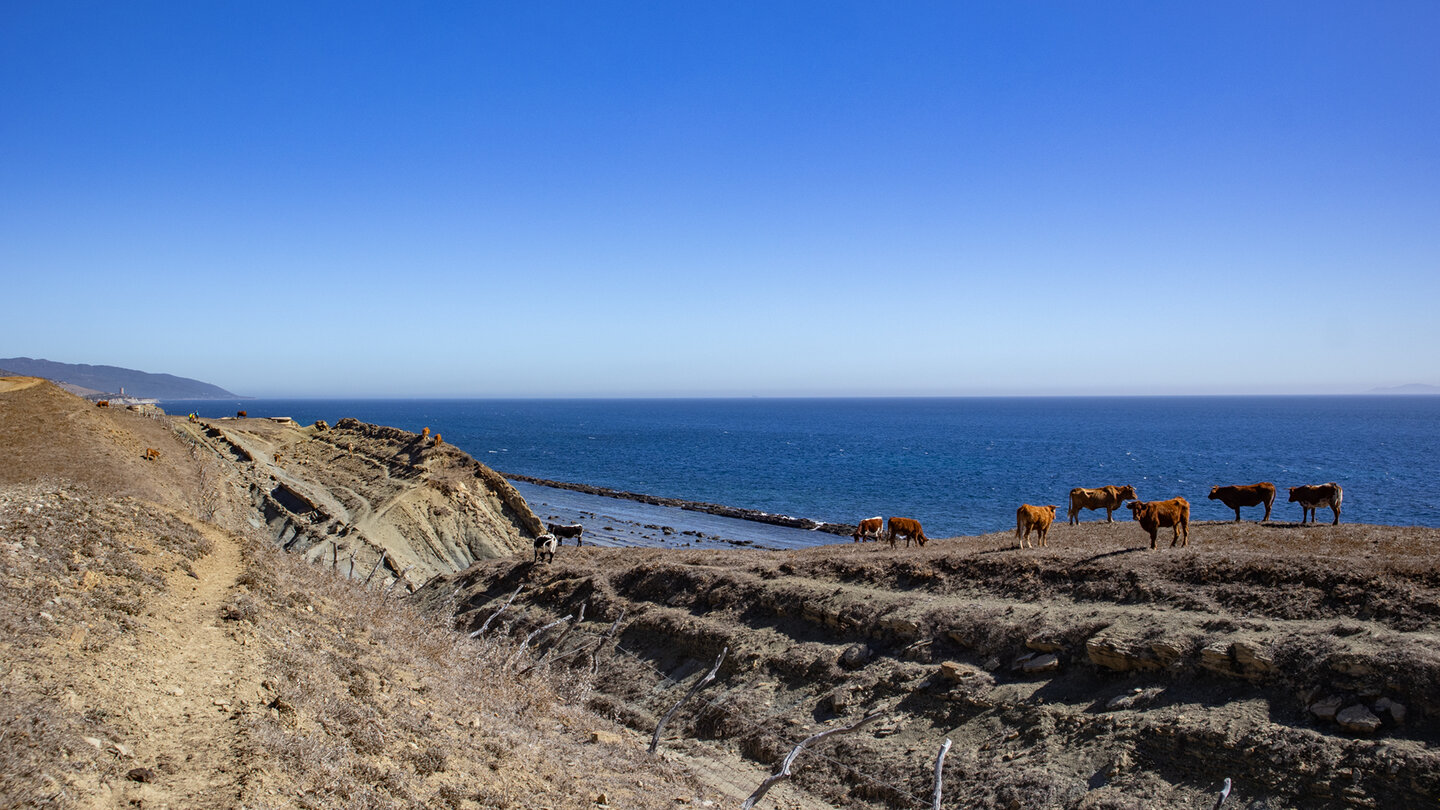 Rinder säumen den Wanderweg