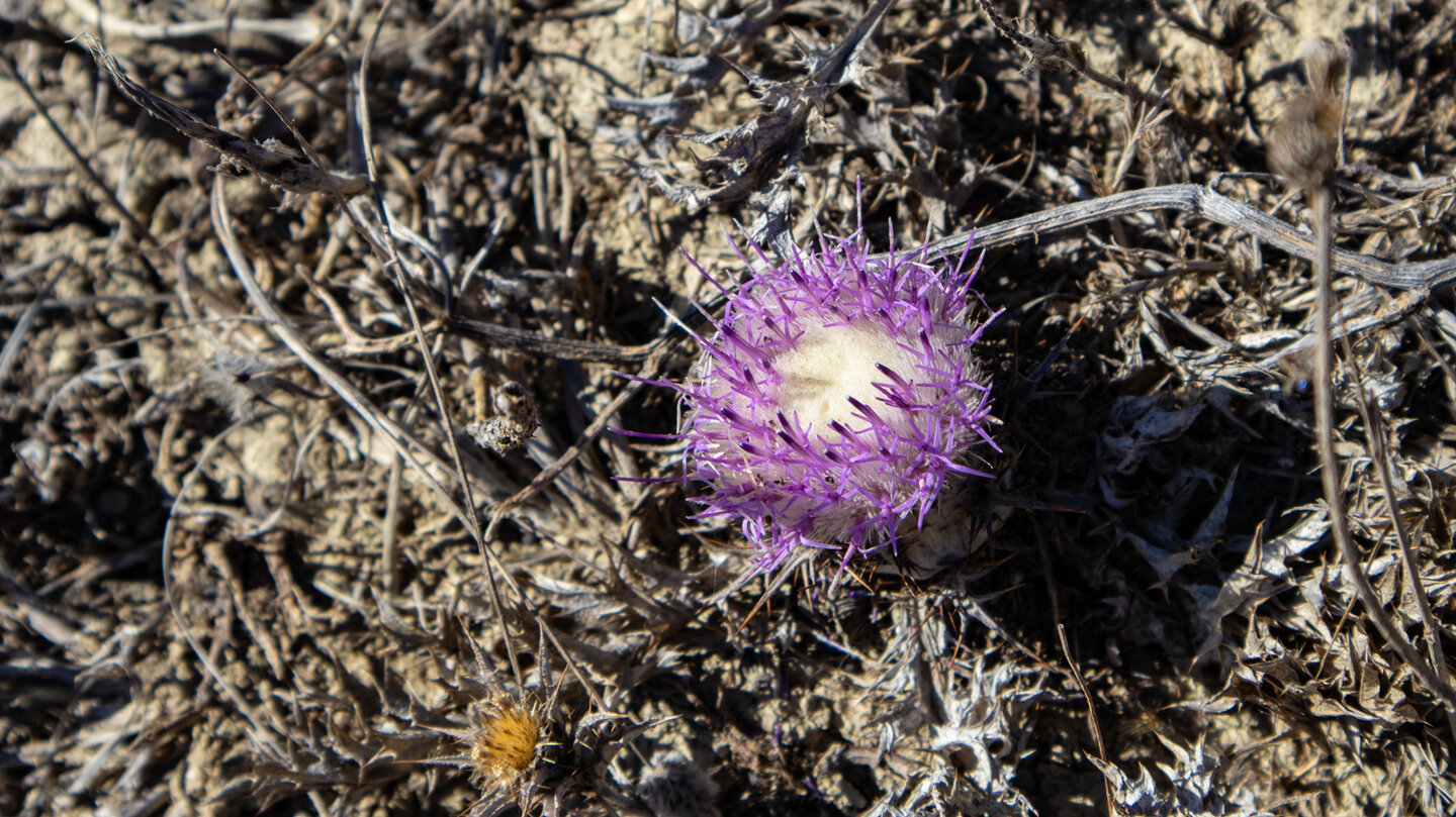 Gummi-Spindelkraut leuchtet im trockenen Herbst