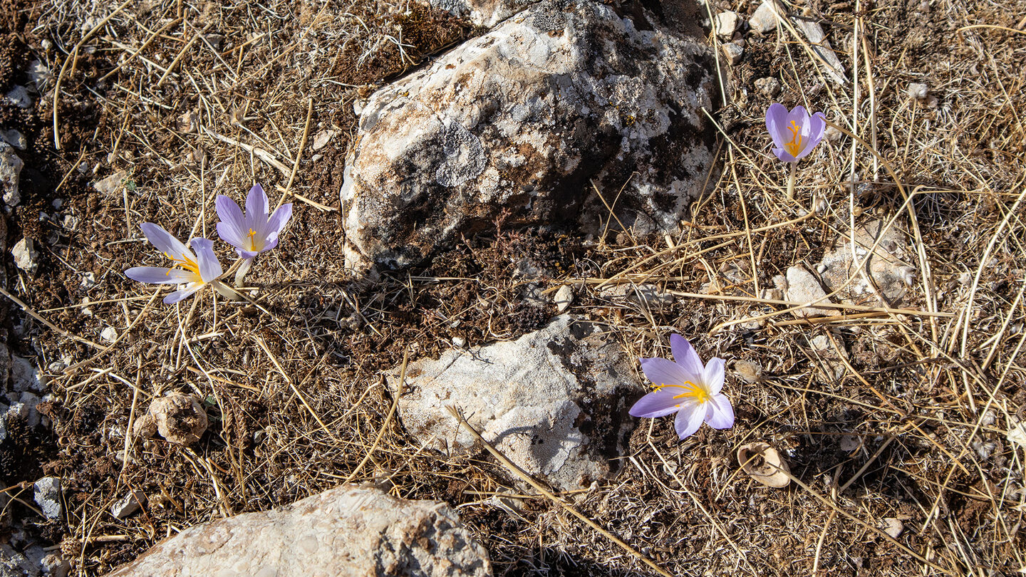 Herbstzeitlose wachsen im verdorrten Gras