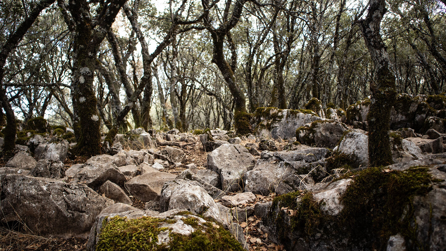 Wanderpfad im Eichenhain