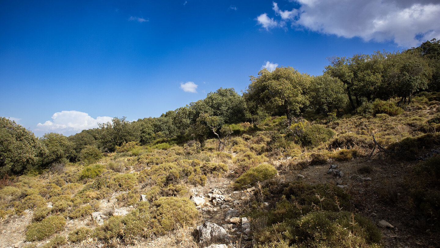 urwüchsige Vegetation der Sierras Subbéticas
