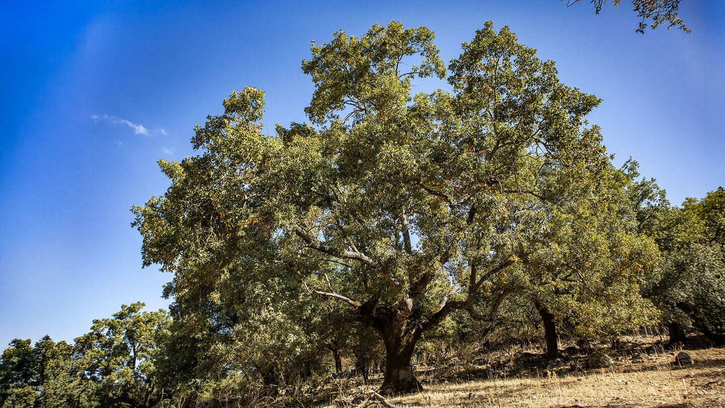 alte Gall- und Steineichen am Wanderweg