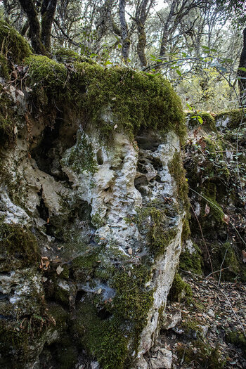 bemooste Felsen im Waldgebiet