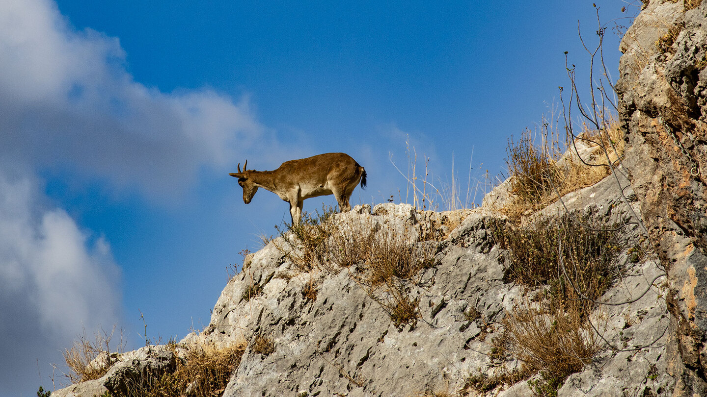 Steinböcke auf den Felsen der Bailón-Schlucht