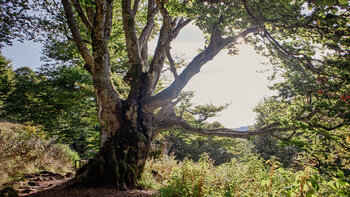 eine alte Buche beim Panoramaweg am Schauinsland